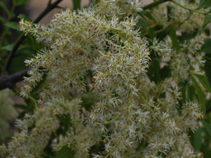 Vivers Càrex - Fraxinus ornus 